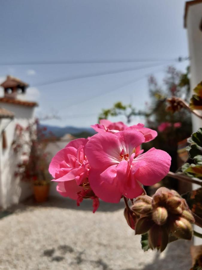 Casa Amani Bed & Breakfast Viñuela Dış mekan fotoğraf